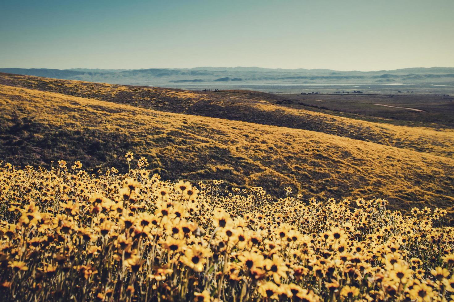 Yellow flower field during daytime photo