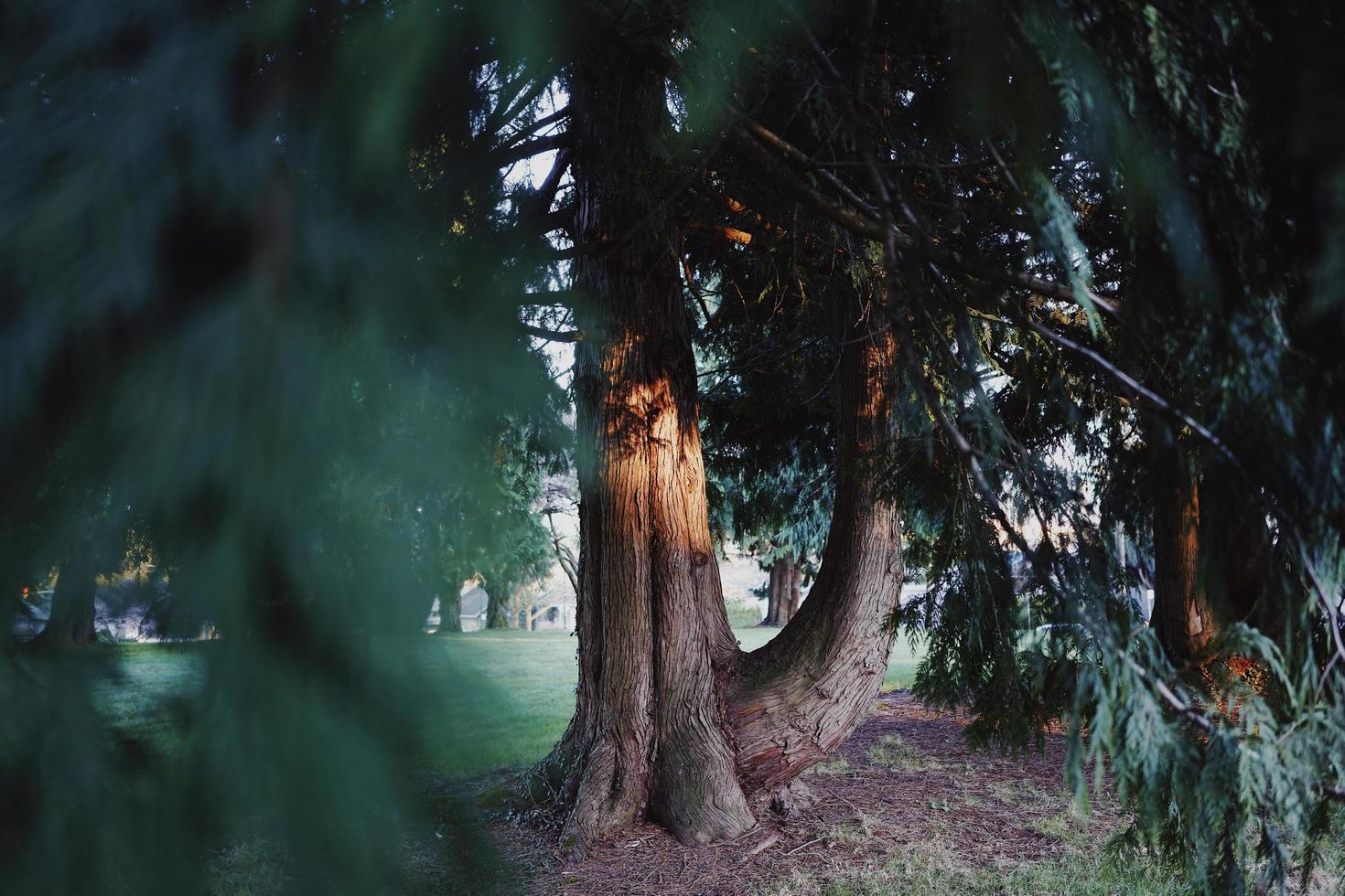 Trees and grass in field photo