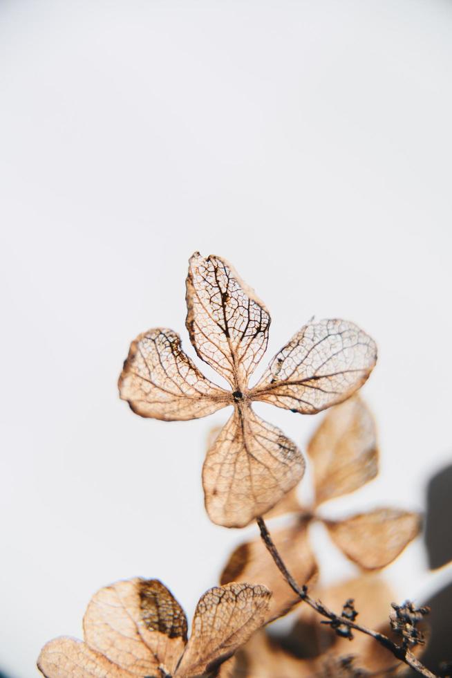 Brown four leafed plant photo