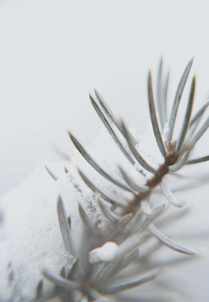 Close up photography of wintry plant photo