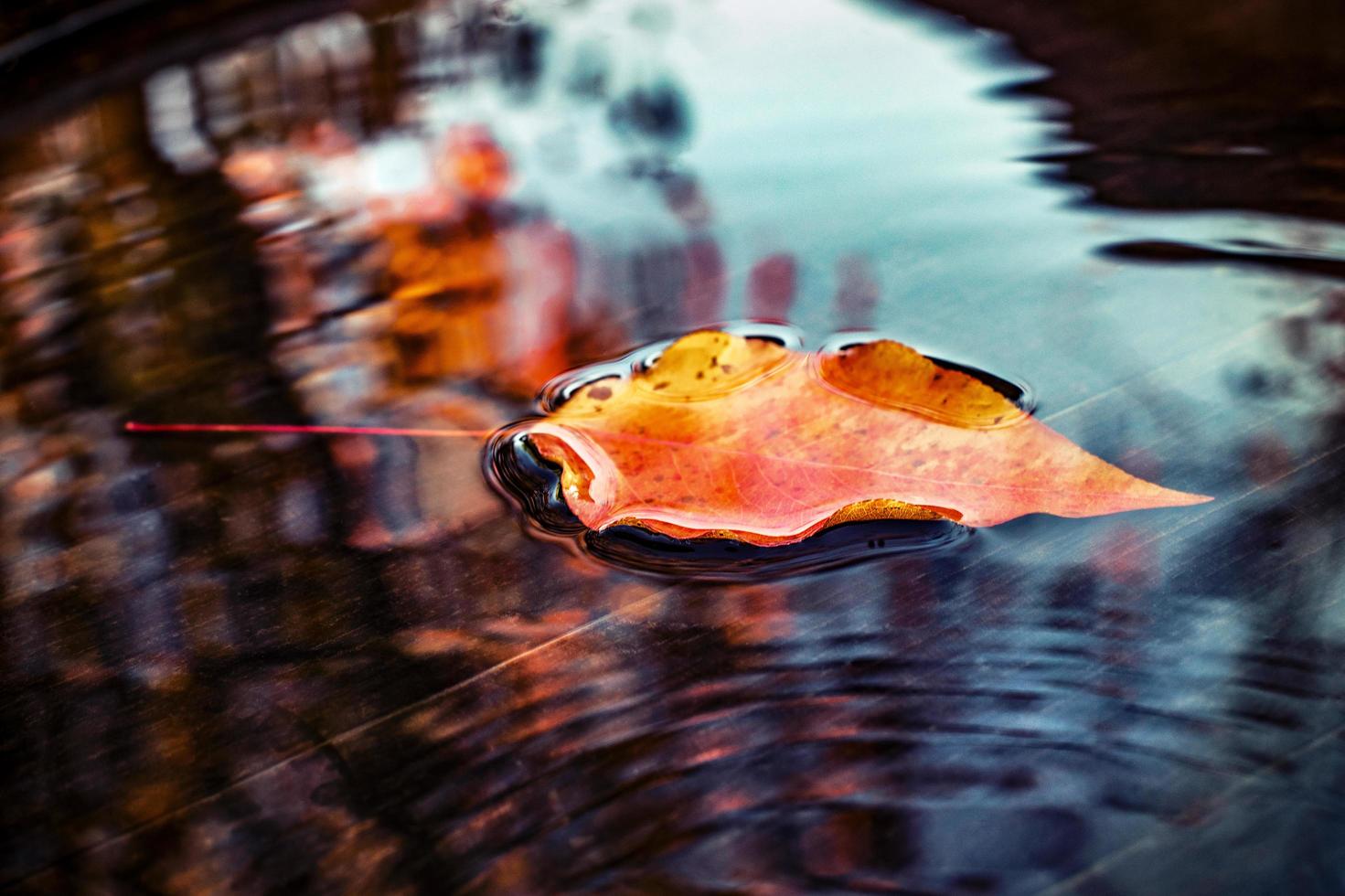 hoja de naranja en charco foto