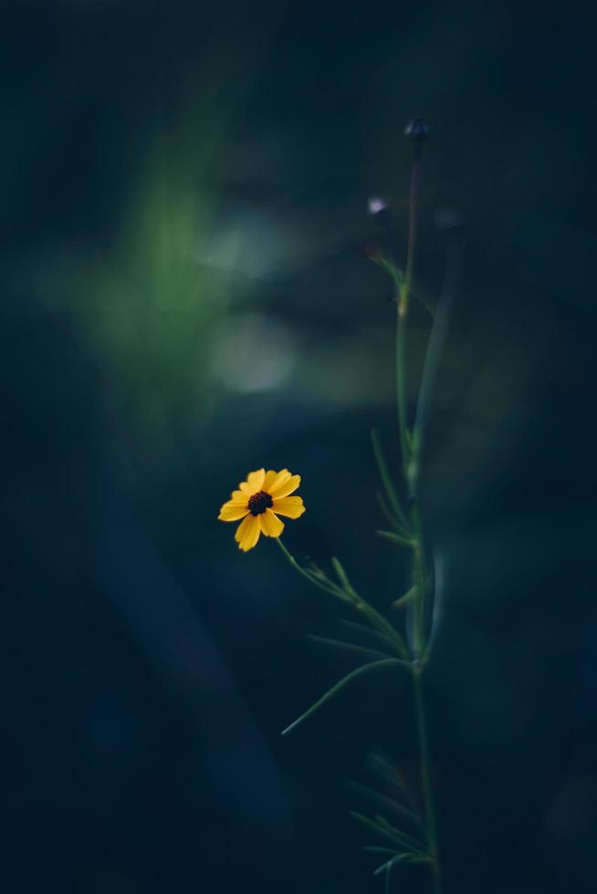 flor pelada amarilla foto