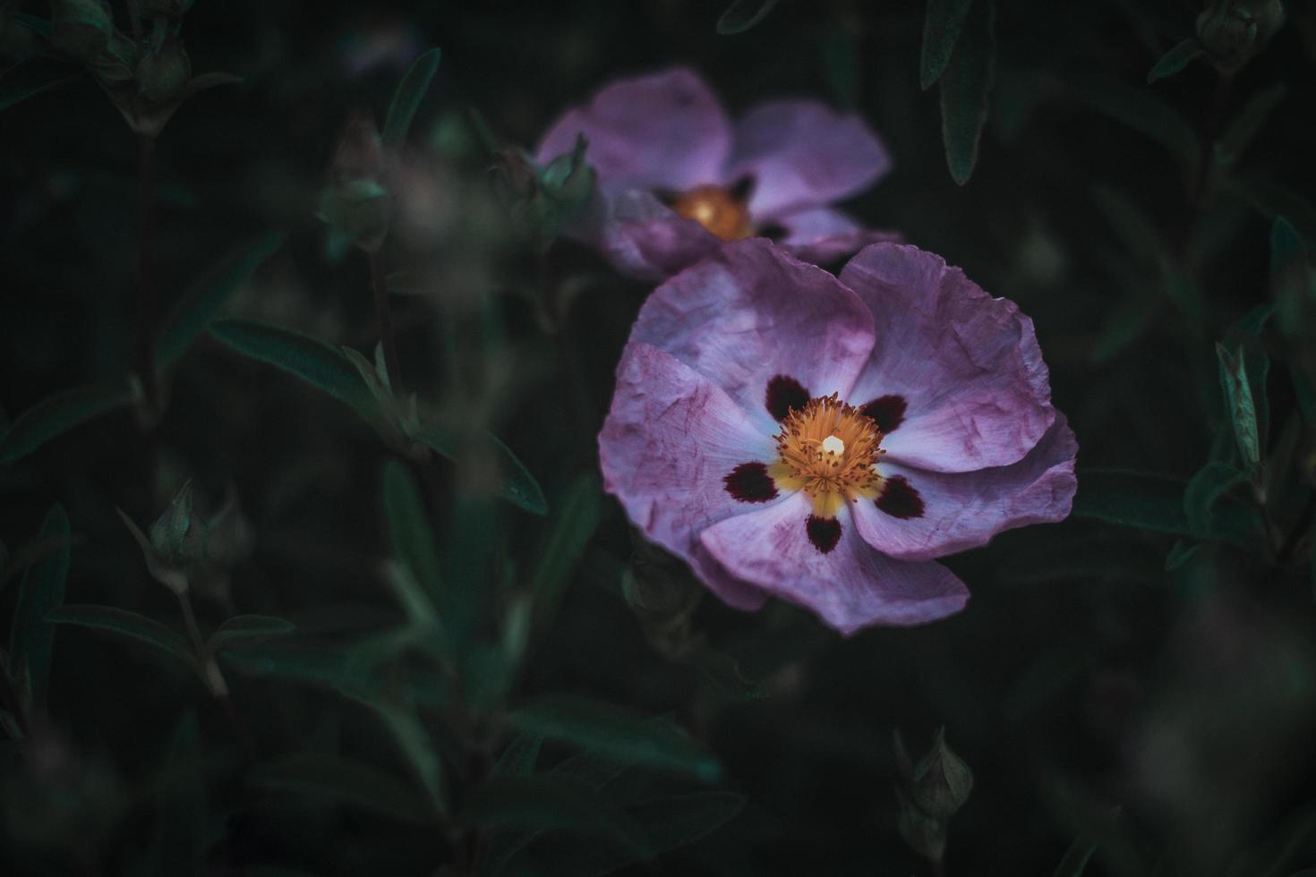 dos amapolas orientales rosas foto