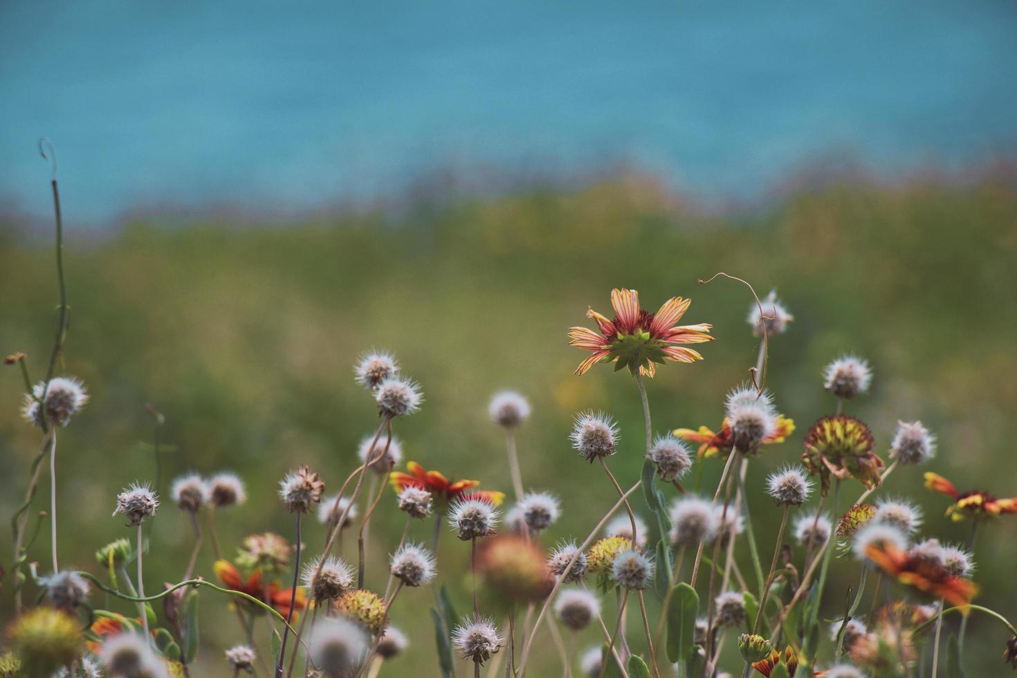 Selective photo of flowers blooming