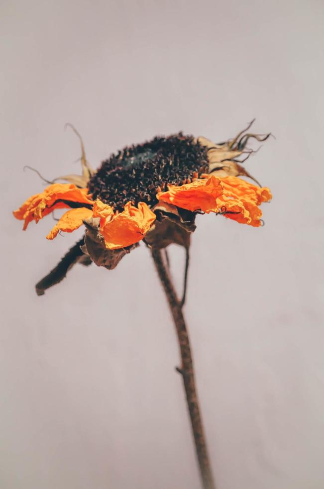 Closeup of dying sunflower photo