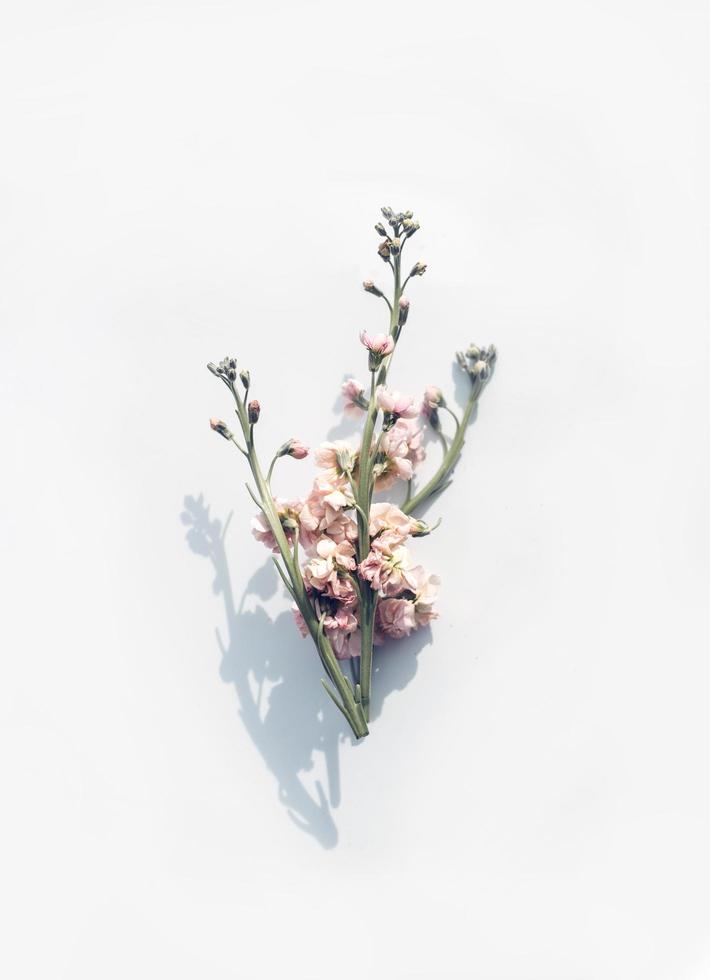 Pink flower on white surface photo