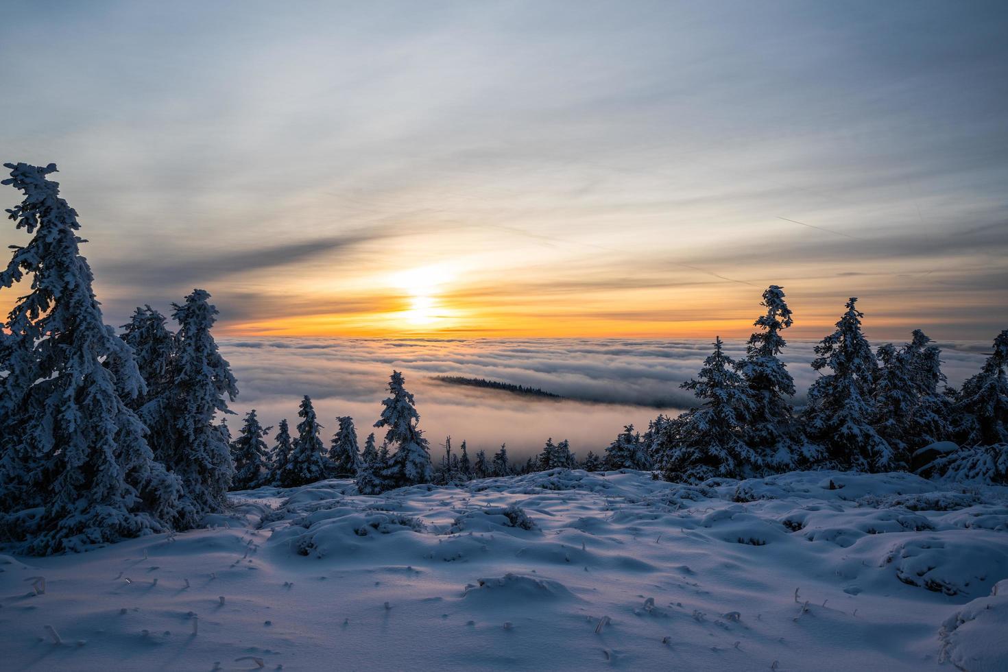 Snow on trees and field at sunset photo