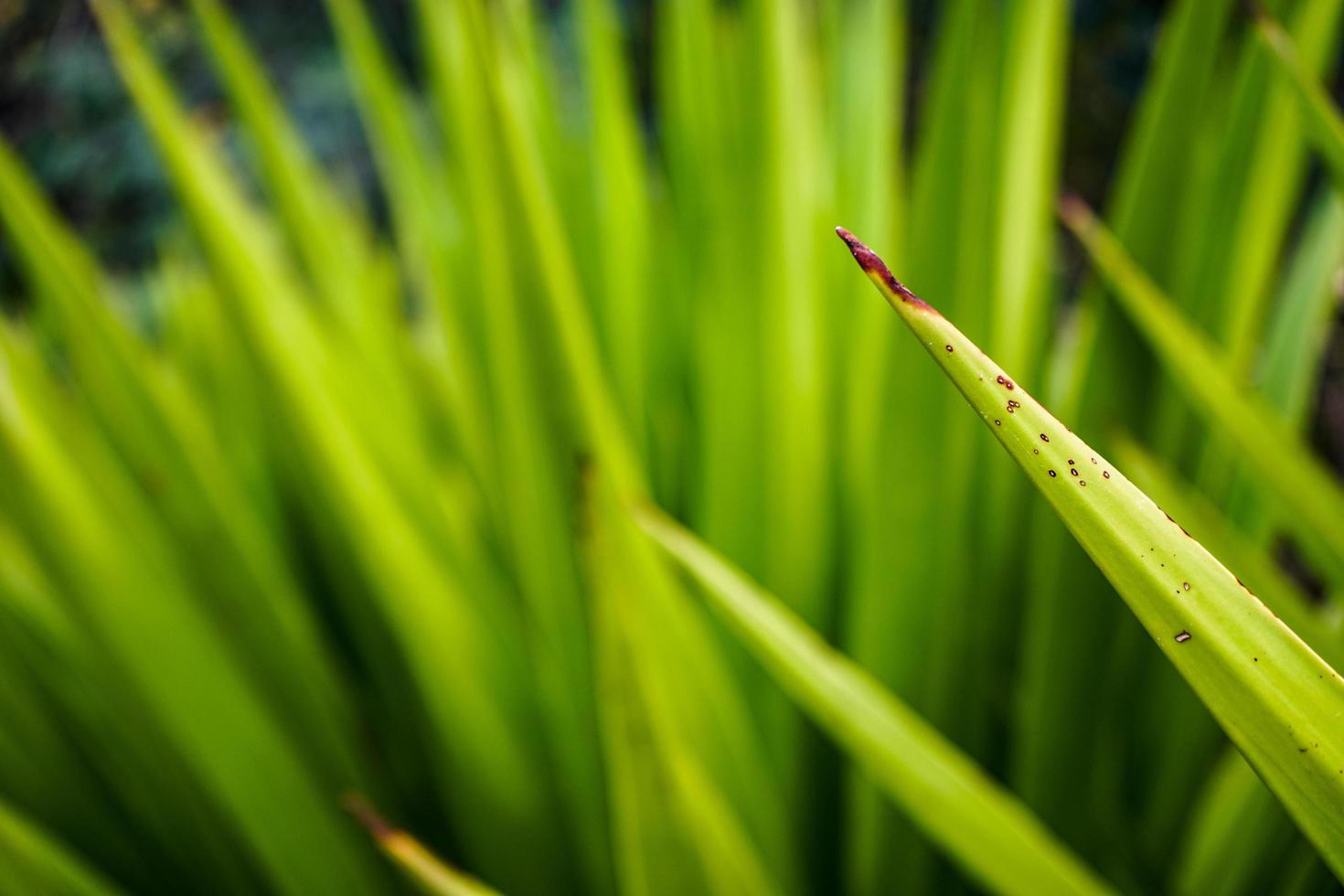 Green grass outdoors photo