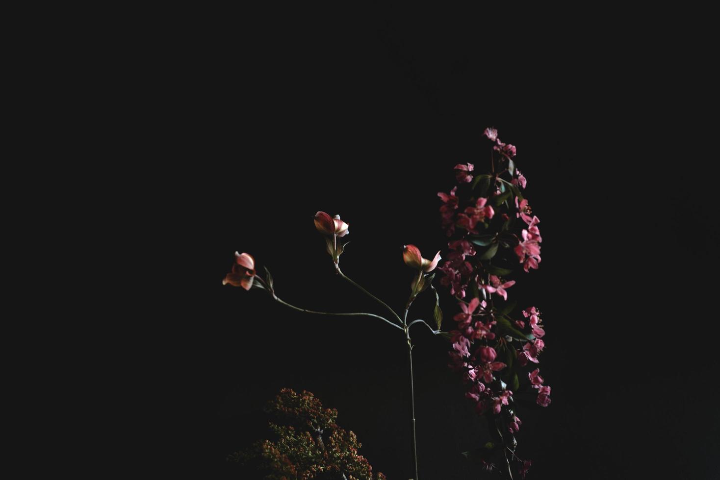 Pink and white flowers with green leaves photo