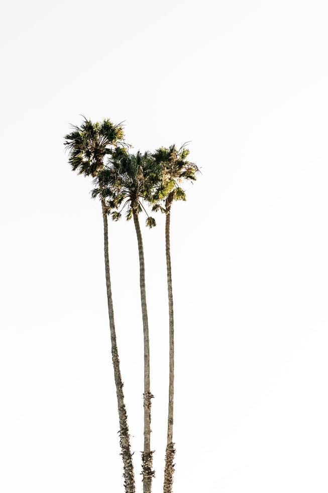 Palm trees on white background photo