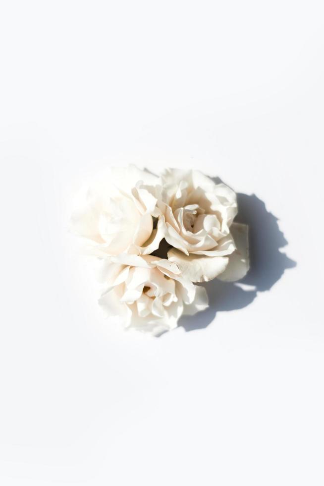 White petaled roses photo