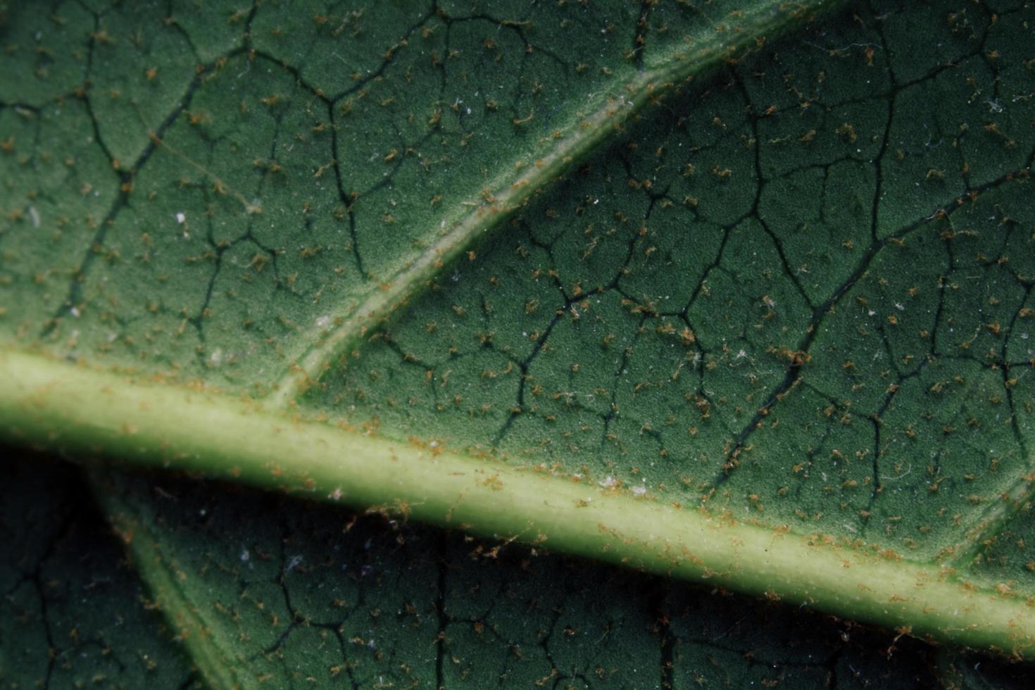 primer plano de la hoja verde foto