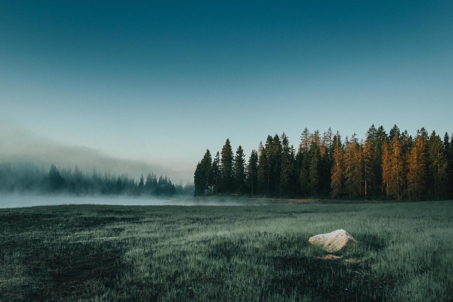 Misty field with grass and trees photo