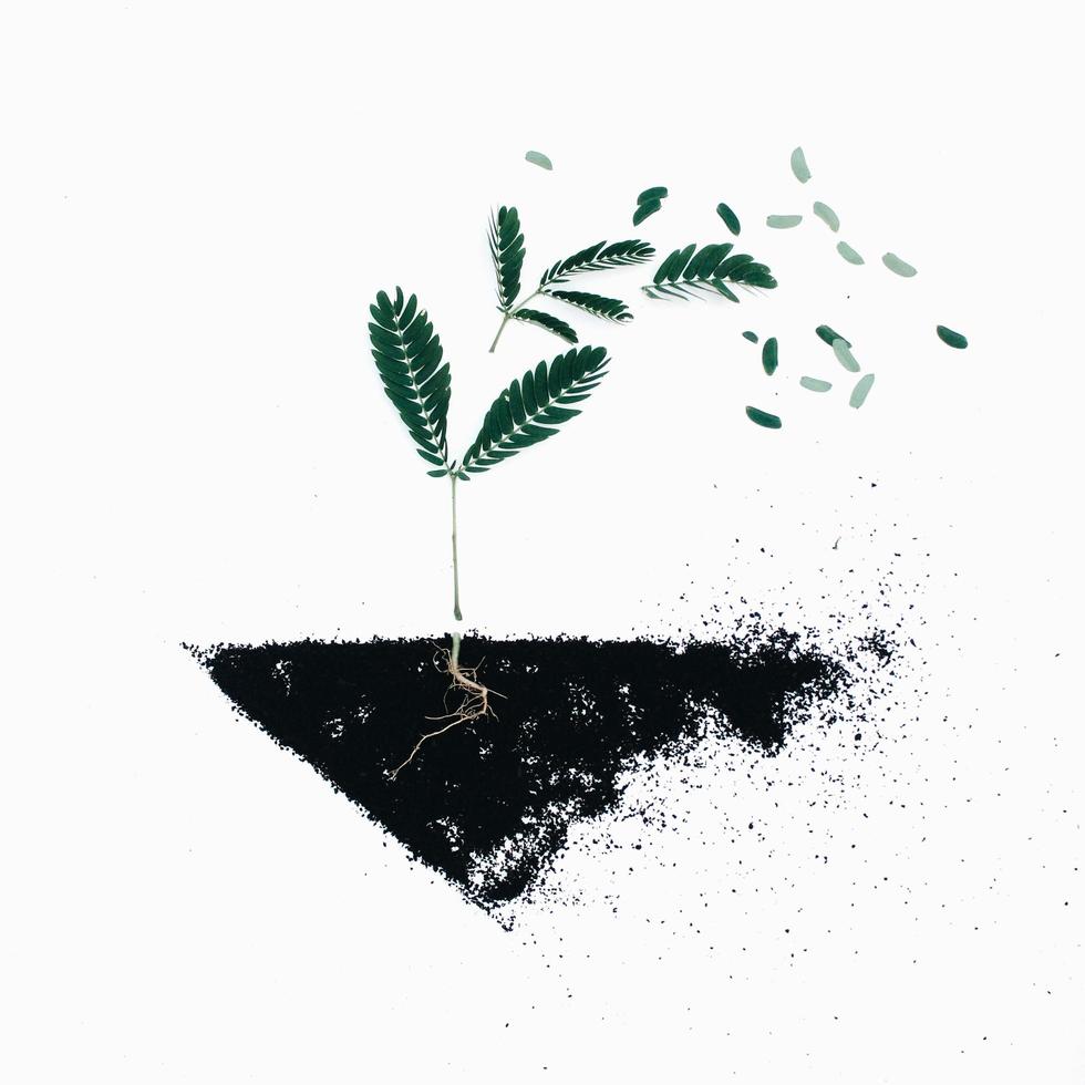 plantas de hoja verde en la ilustración del suelo negro foto
