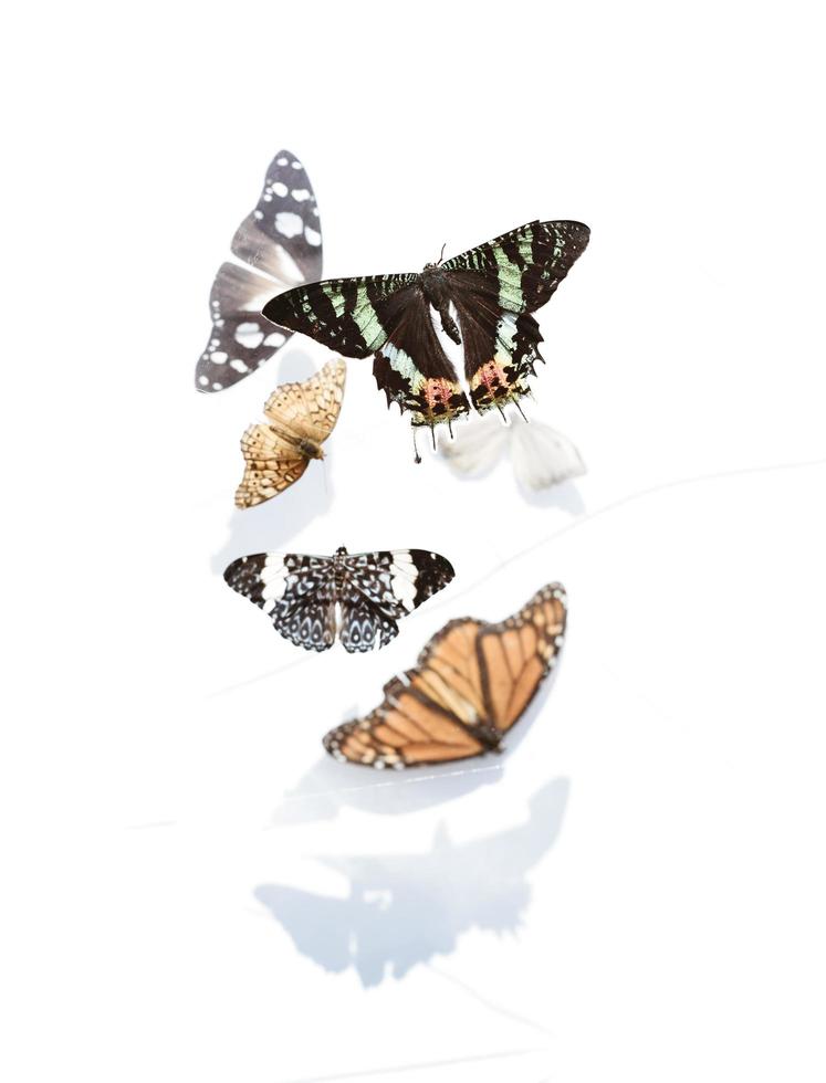 Five assorted butterflies photo