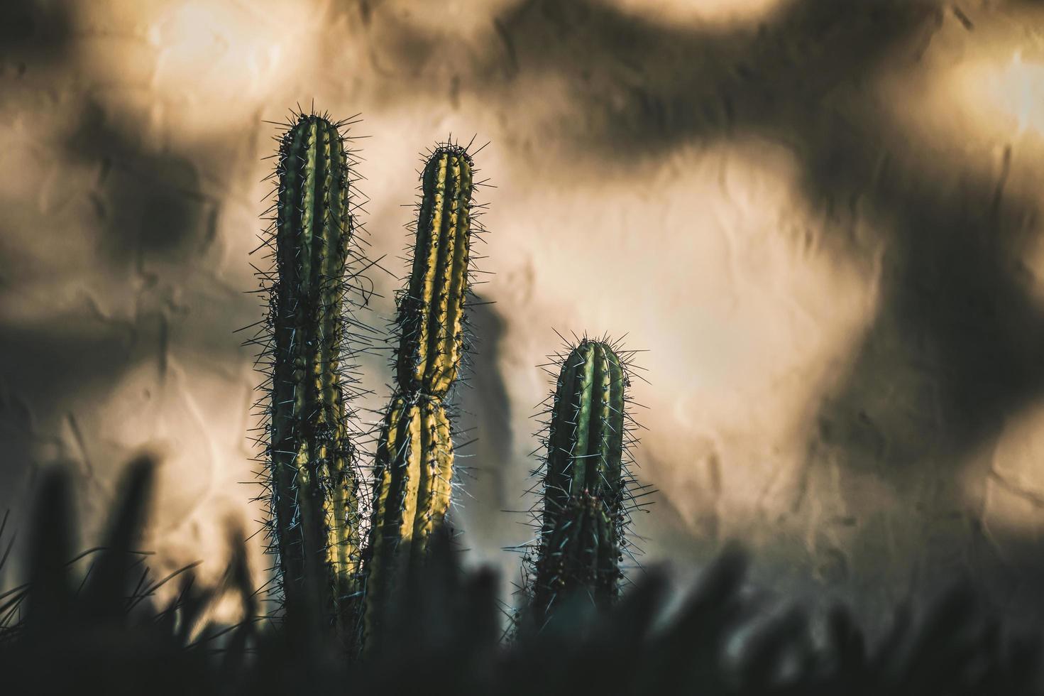 cactus verdes contra la pared blanca foto