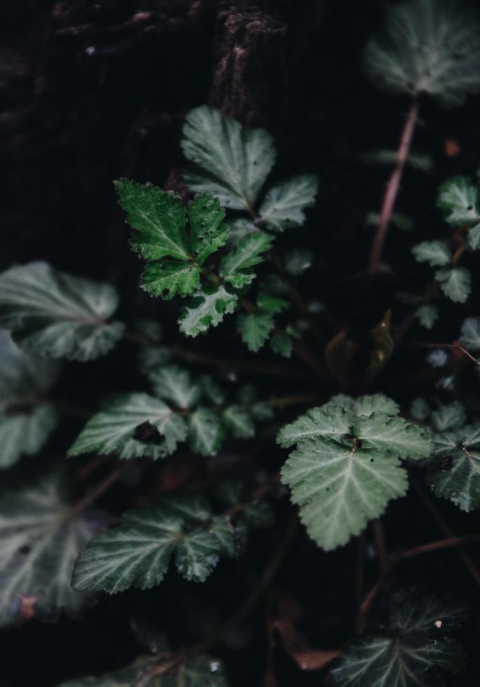 Cerrar foto de planta de hojas verdes