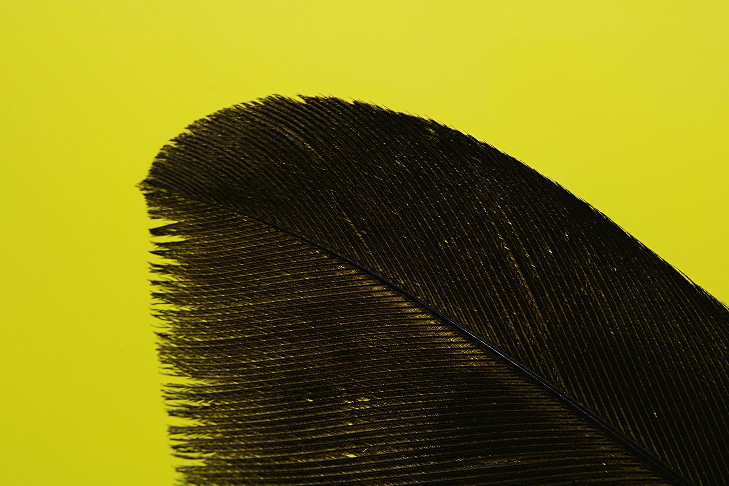 pluma negra sobre fondo amarillo foto