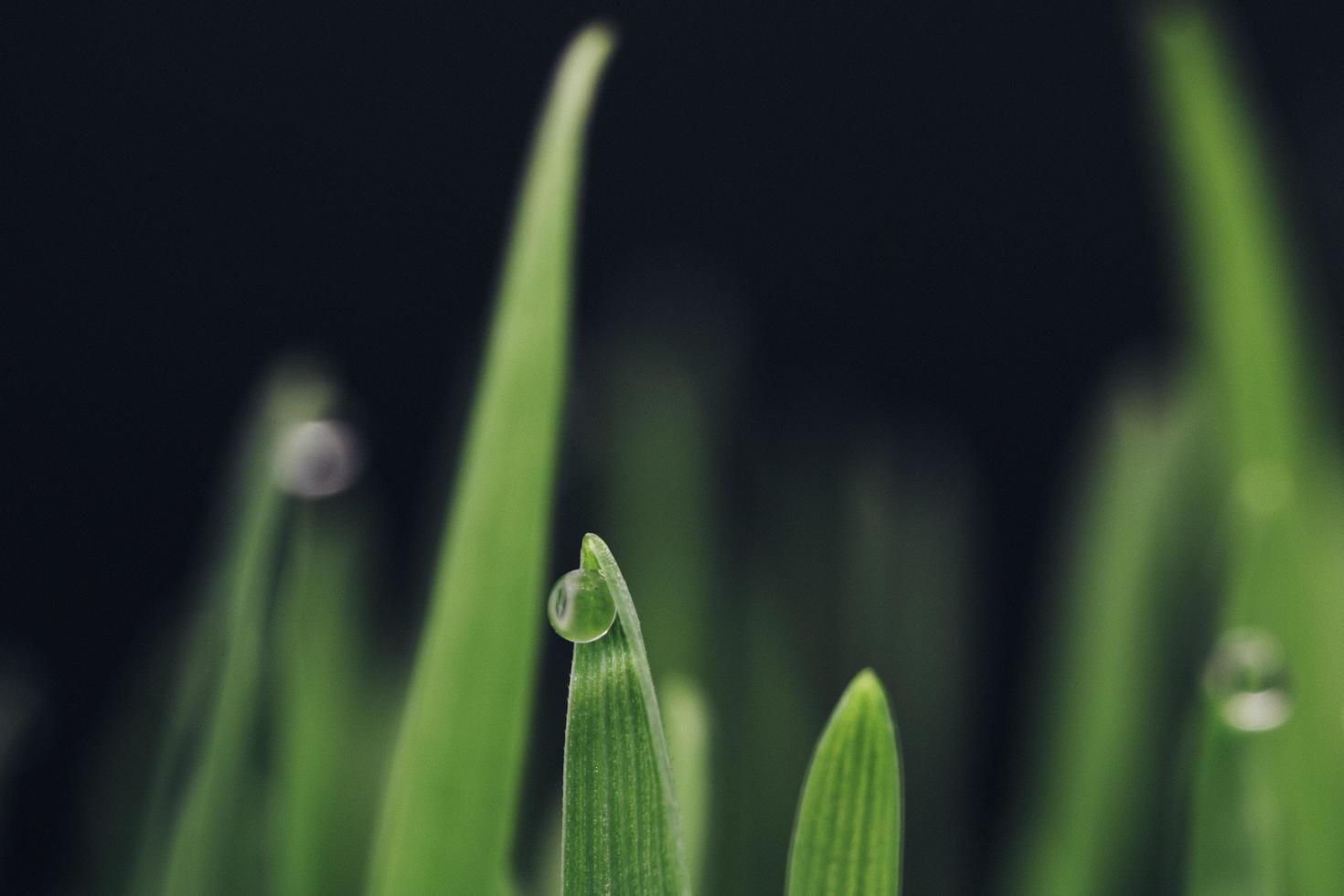 Water droplets on green plant photo