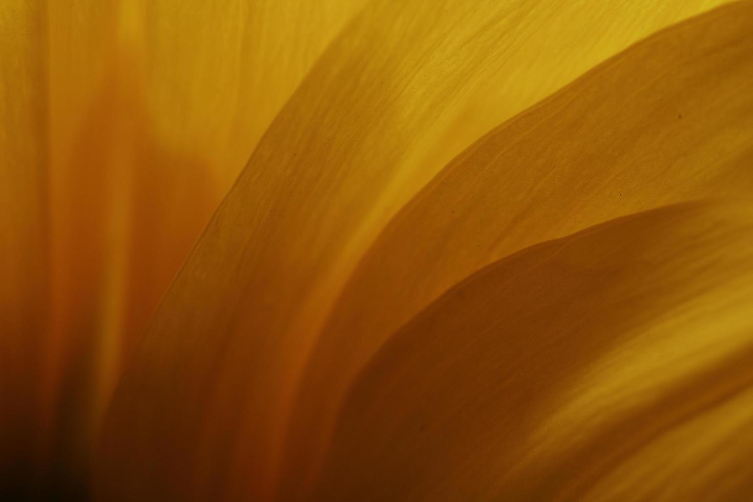 Yellow flower in macro photo