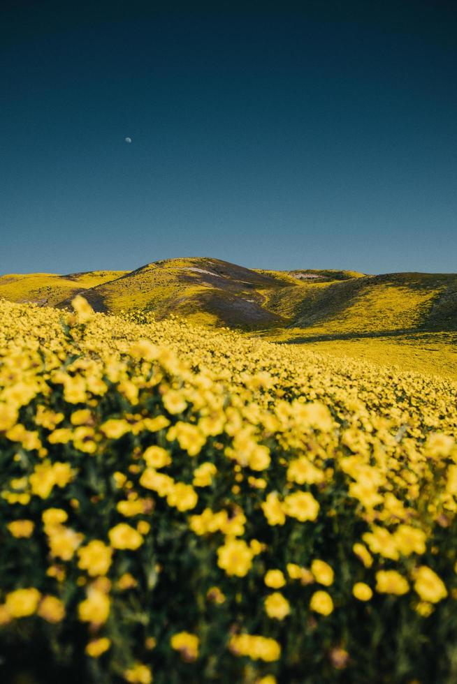 Flower field under blue sky photo