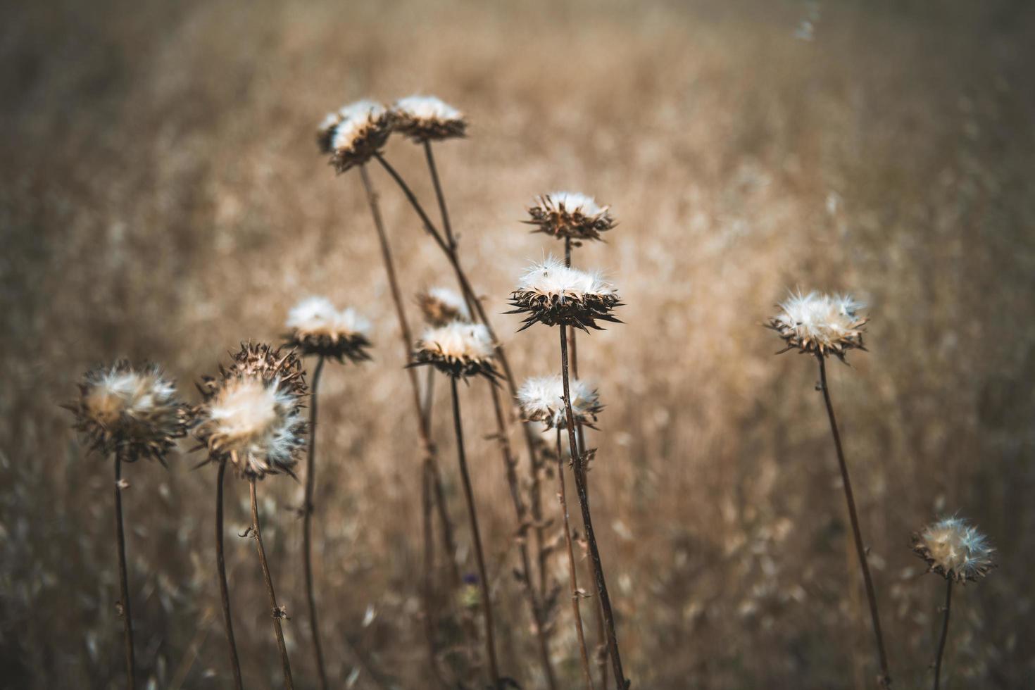 White wildflowers in field photo