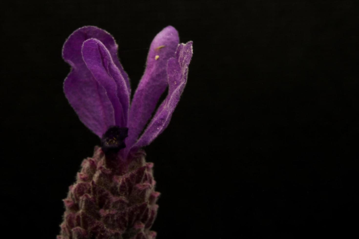 flor morada sobre fondo negro foto