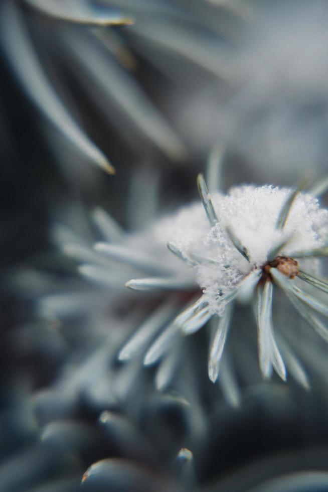 Selective focus photo of snowy pine