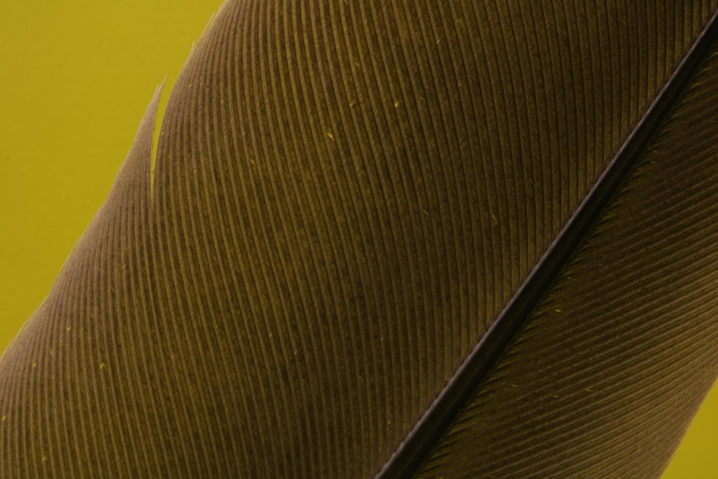 Brown stick and textiles on yellow photo