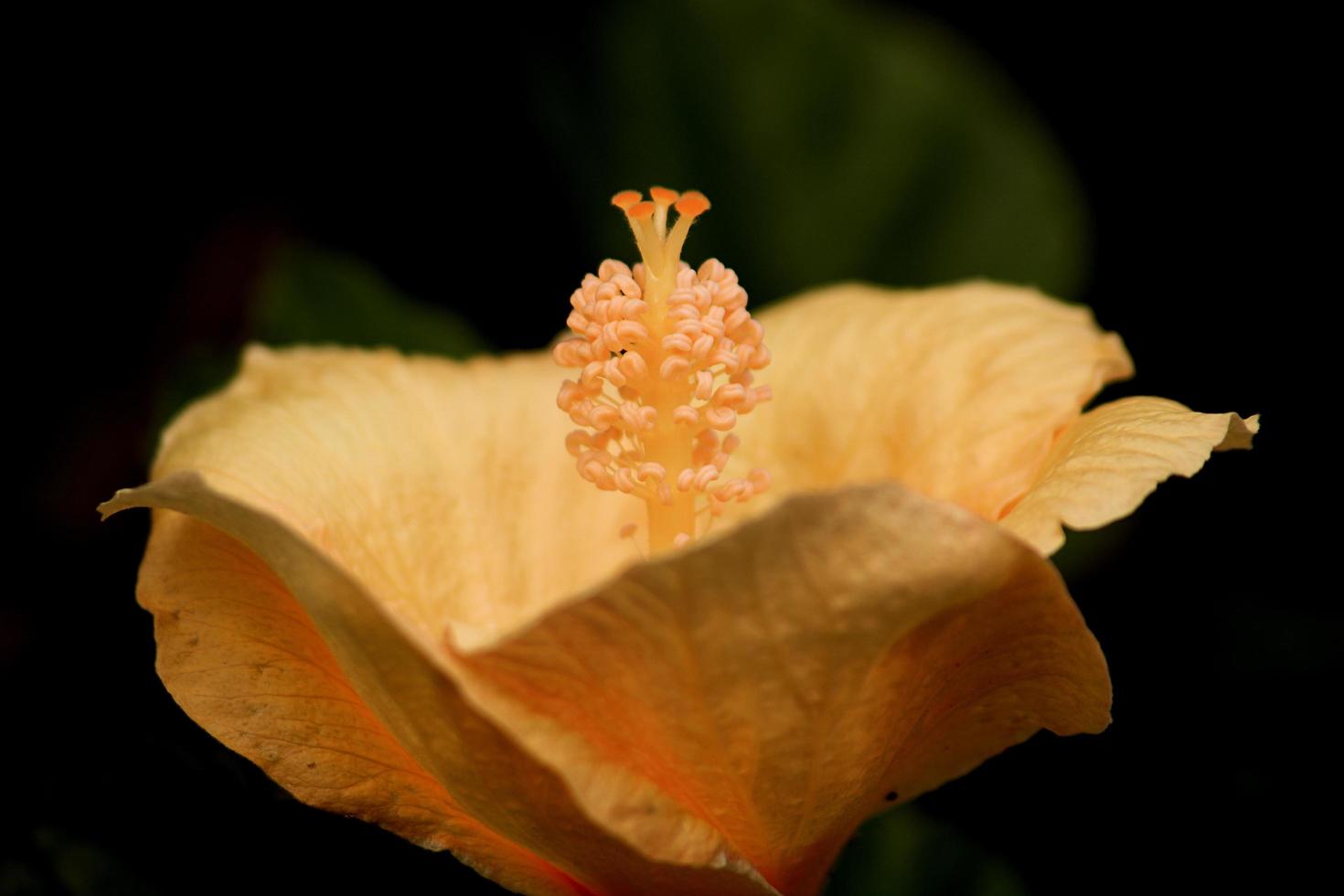 Orange flower petals and stigma photo