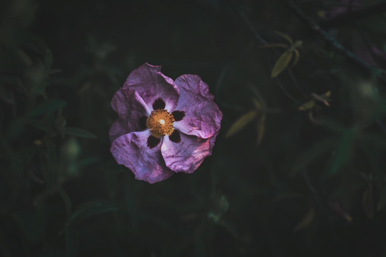 Close-up of pink oriental poppy photo