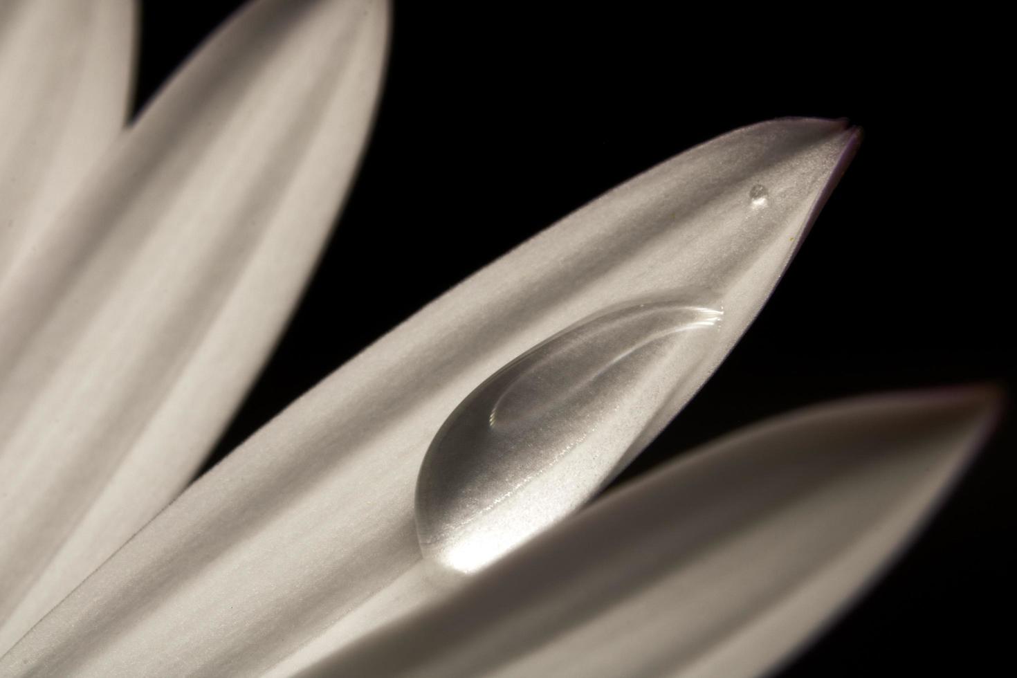 Water droplet on a white flower petal  photo