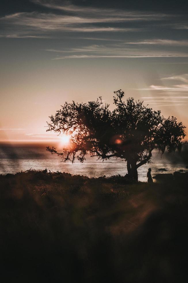 silueta de persona de pie junto al árbol foto