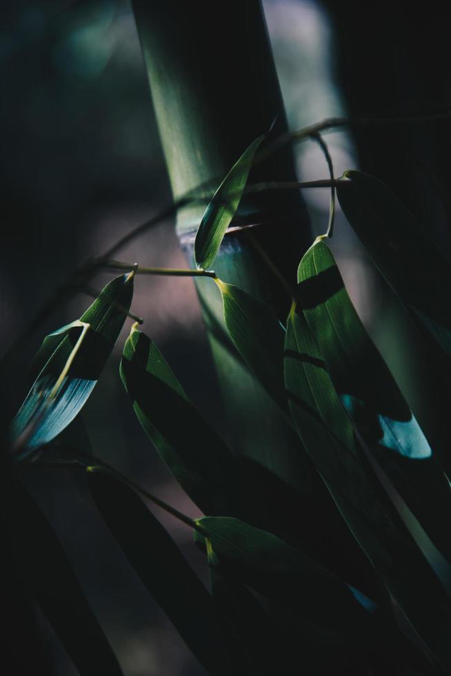 Fotografía de sombras de hierbas de bambú. foto