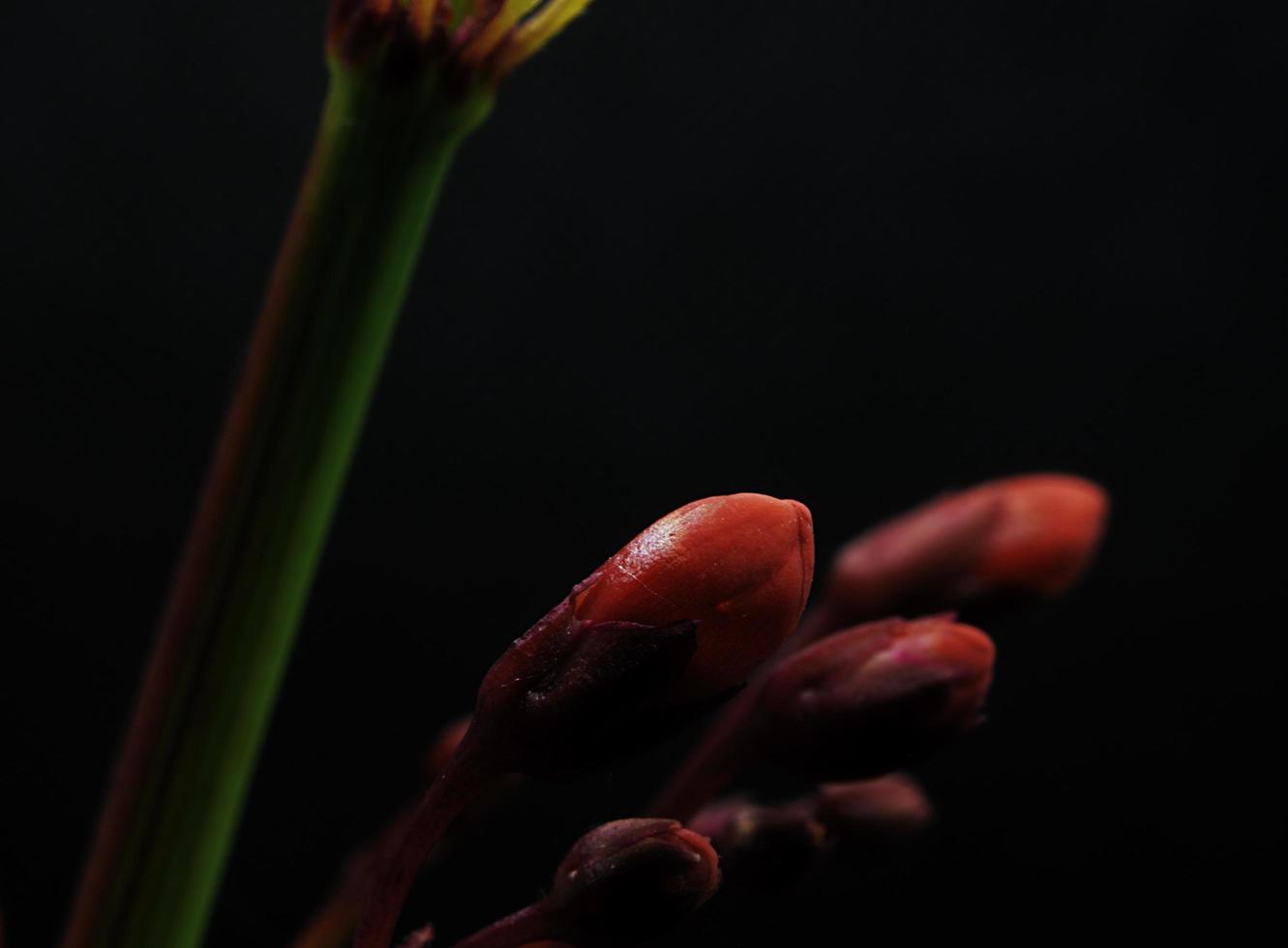 Red tulips in bloom photo