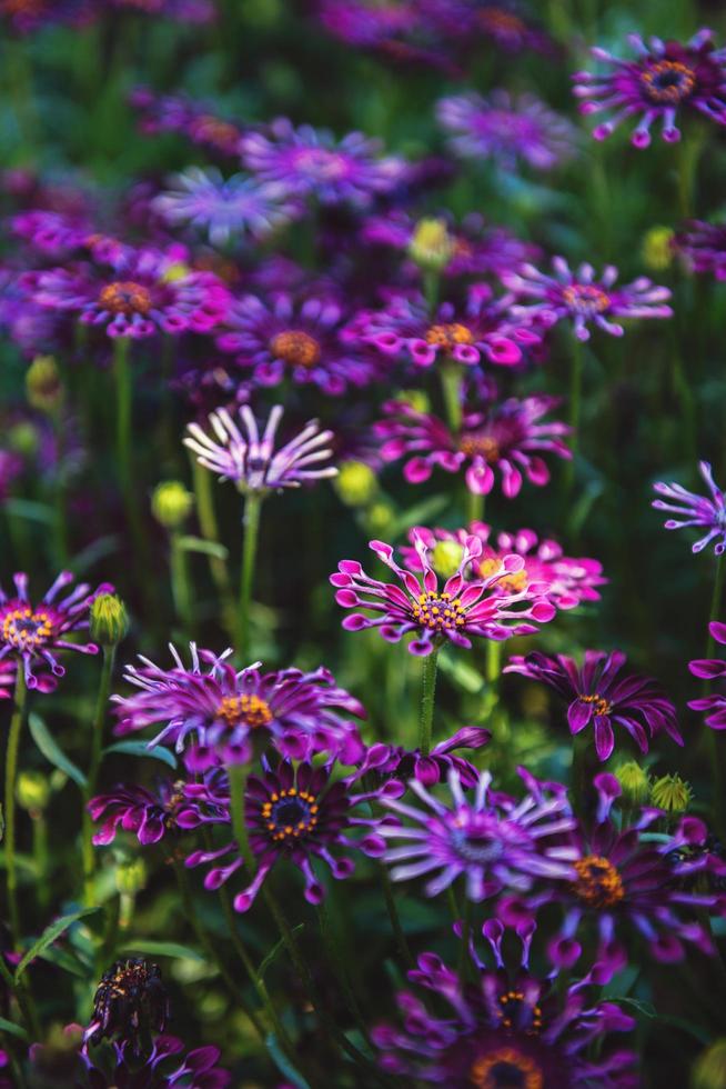 Purple trailing African daisies photo