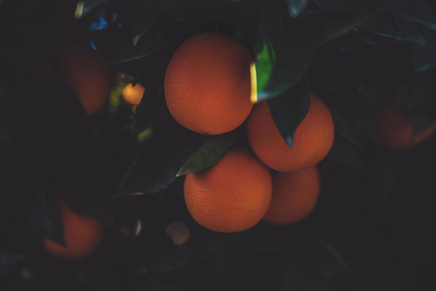 Close-up of orange tree photo