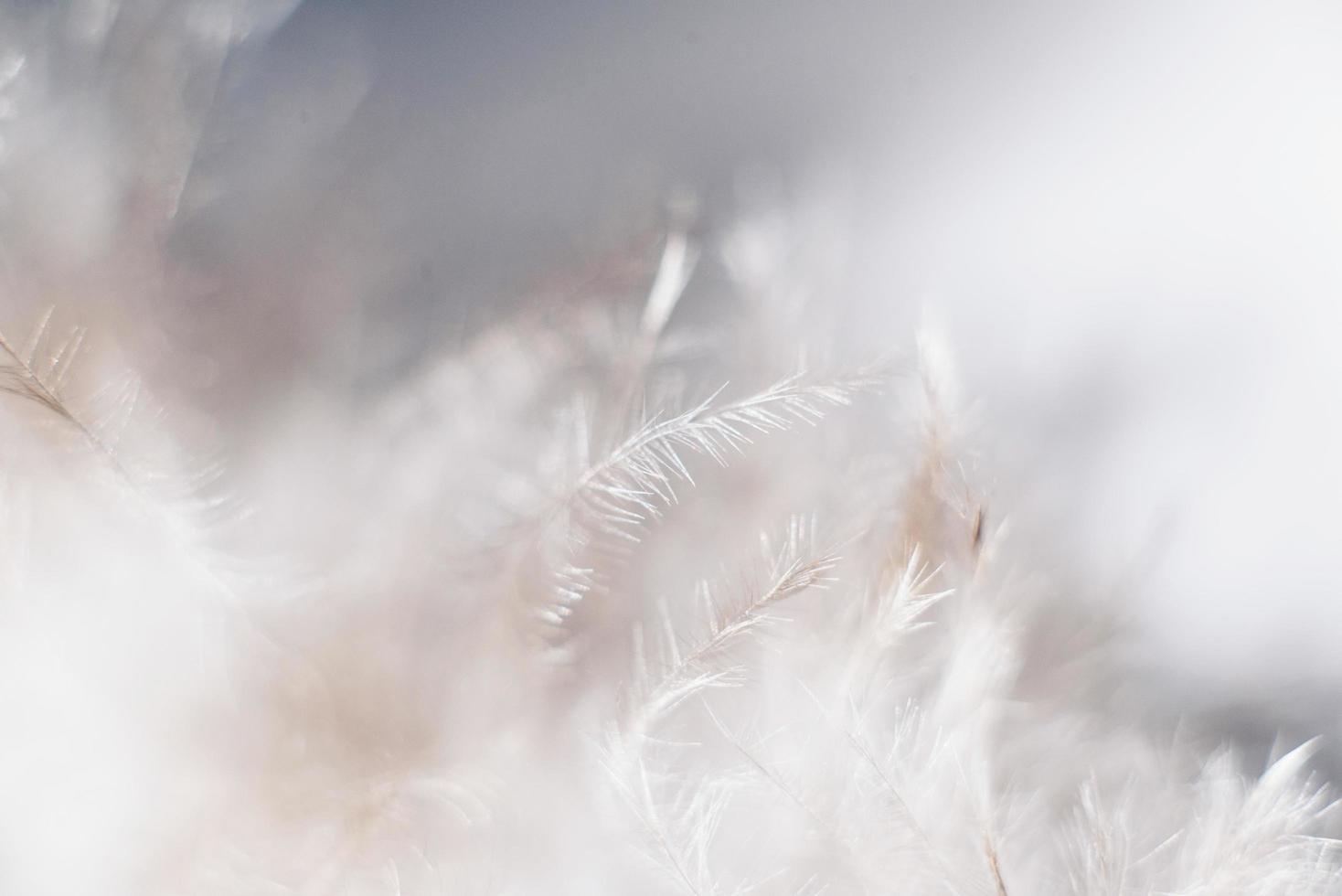 Close up photo of white feathers 