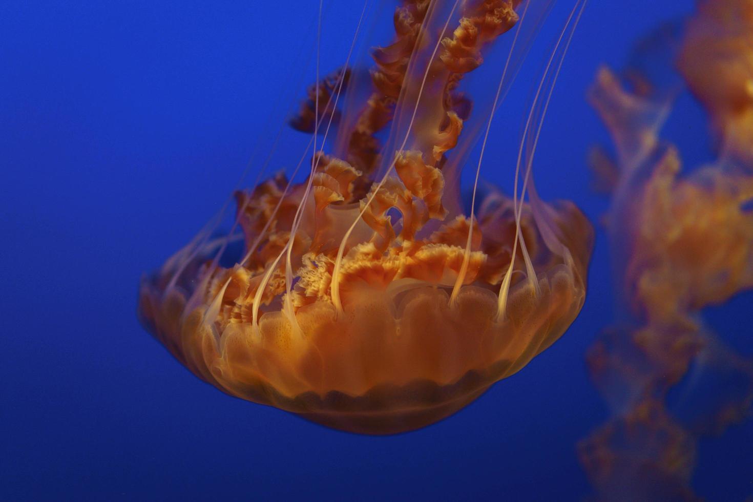 Jellyfish under water photo