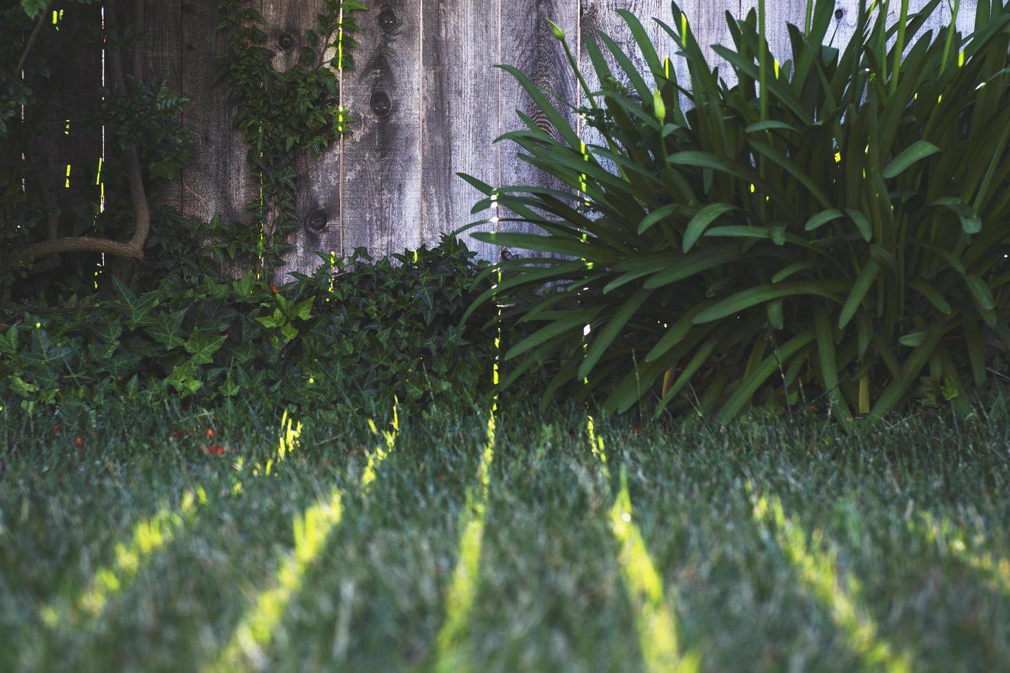 Sunlight shining on grass through fence photo