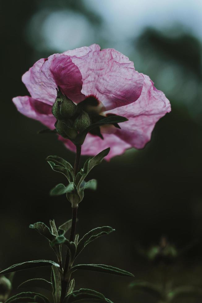 pétalos de flores rosadas iluminadas a la luz del sol foto