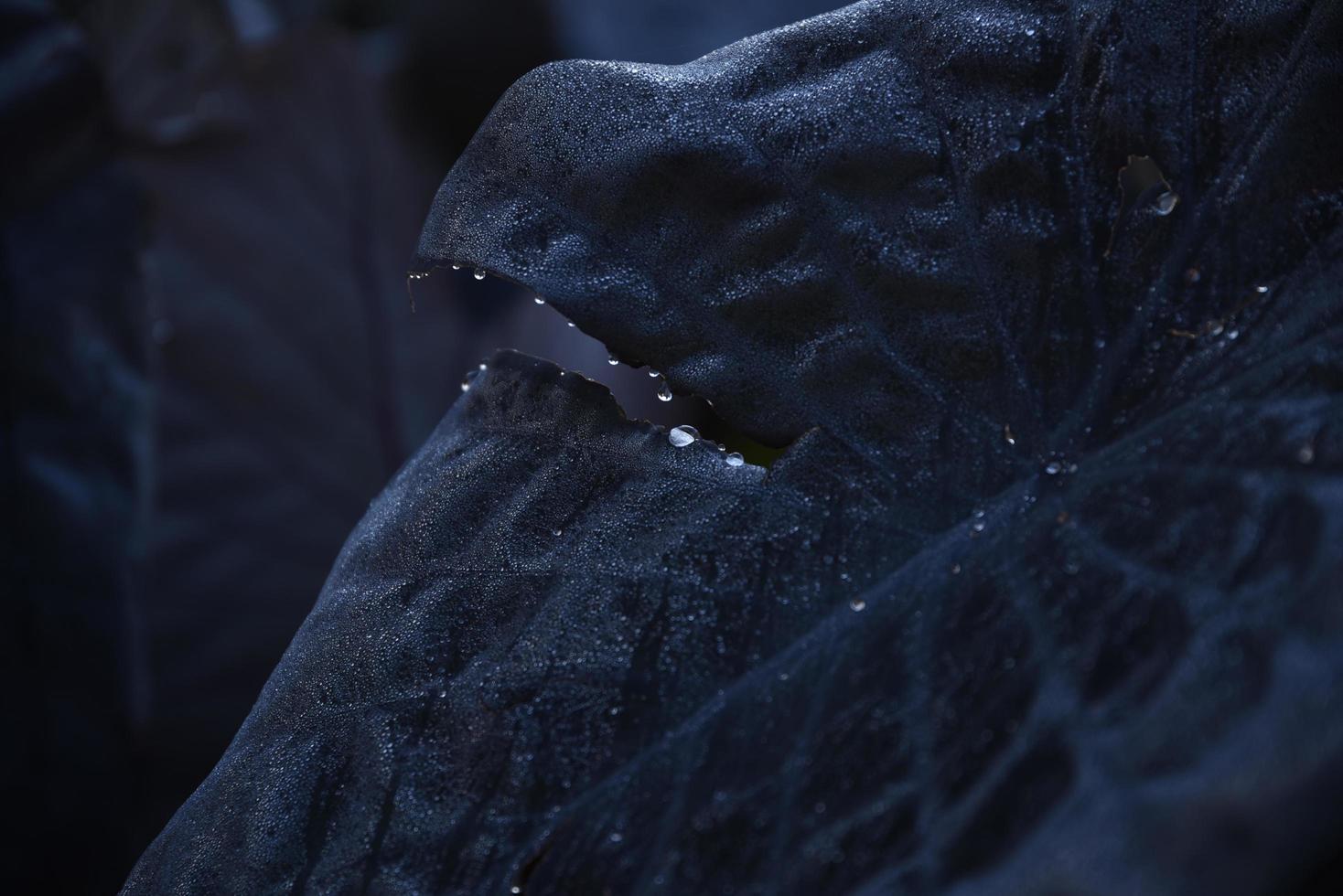 Close up photo of black leafed plant