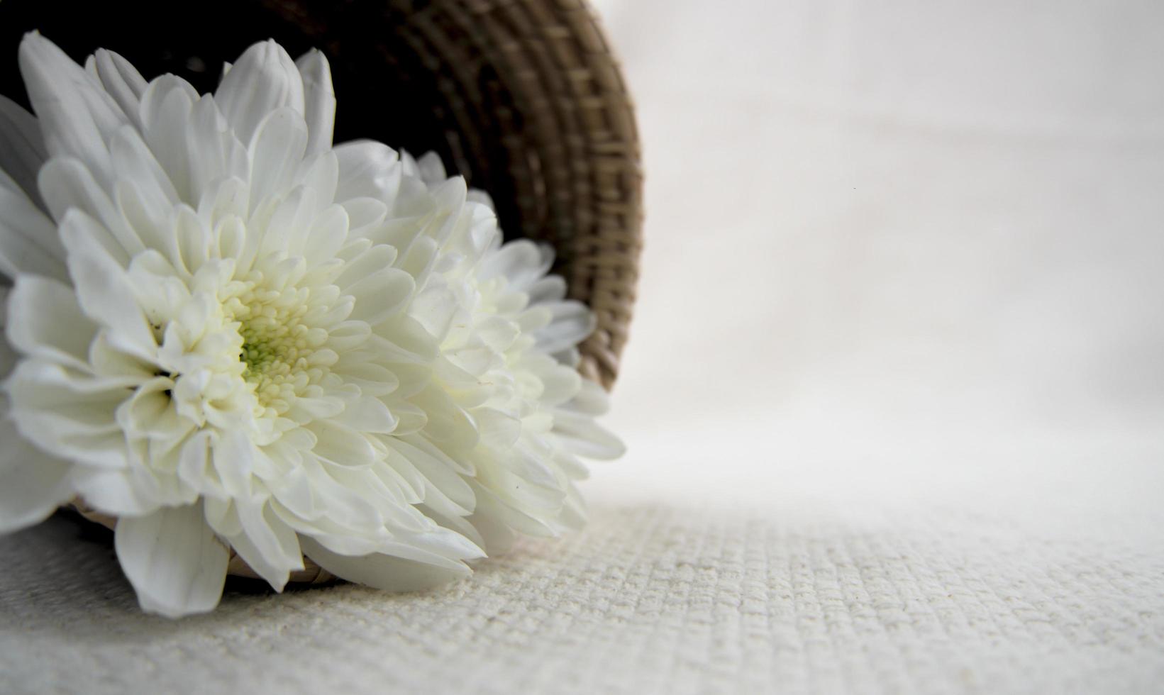 White chrysanthemum flower in wooden basket on white sheet photo