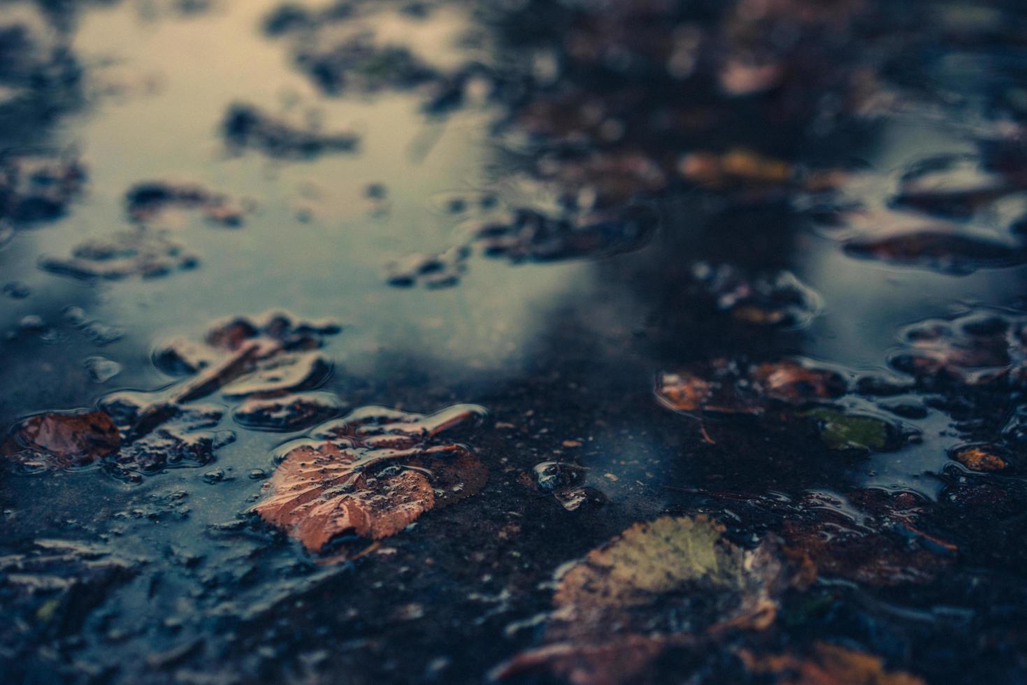 Withered leaves floating  photo