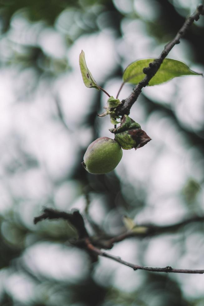 Green apple growing on branch photo