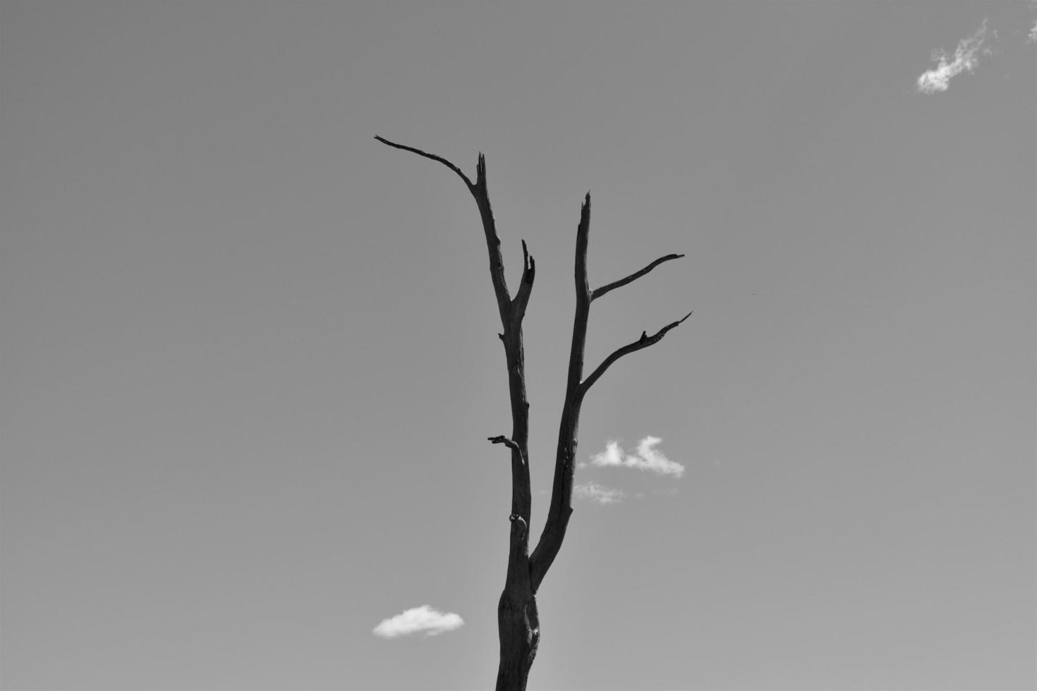 A leafless tree  photo