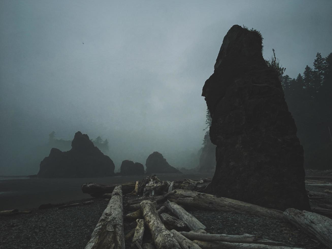 Brown logs on beach photo