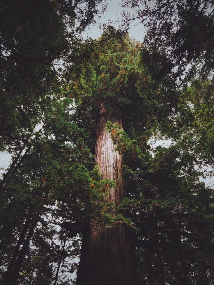 árbol verde alto foto