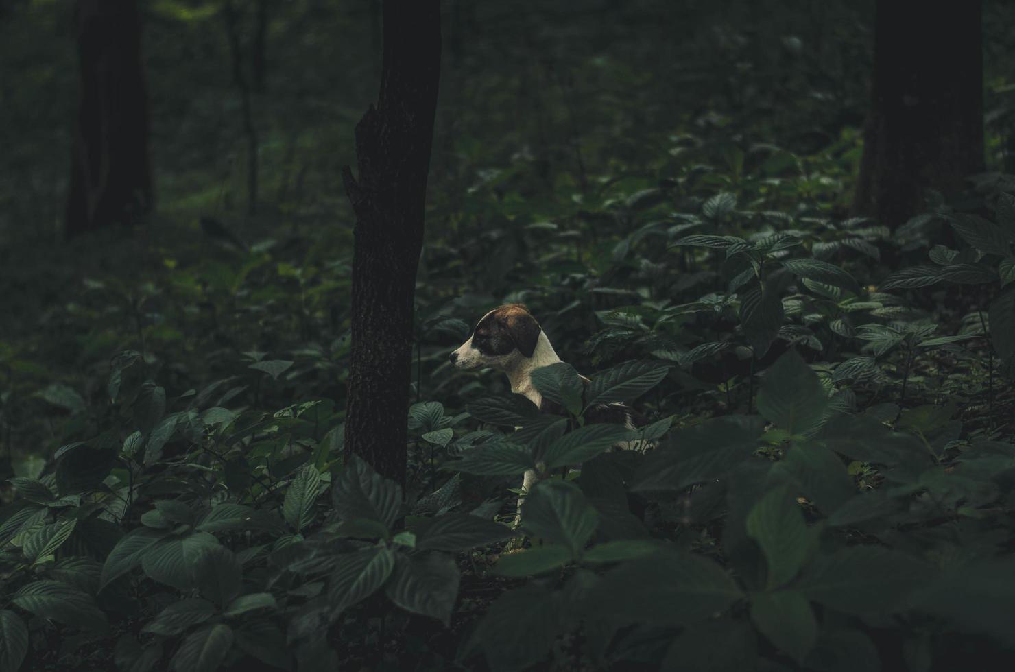 Short coated white and brown dog  photo