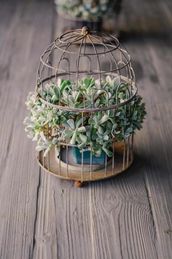 Close-up of green succulent plant in cage photo